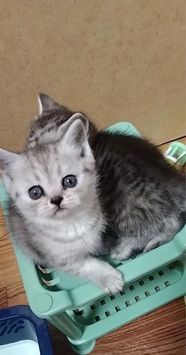 Красивейшие Котята