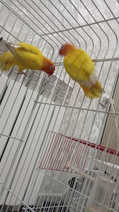 Toʻti sotiladi loveberd