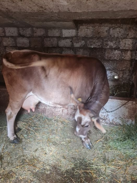 Vaca grasa de vânzare