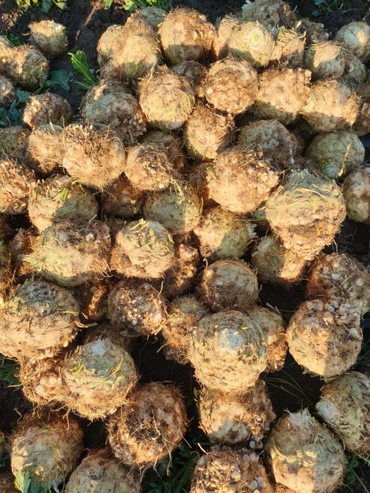 Vanda telina 1,5kg negociabil