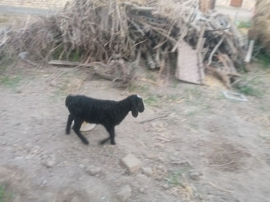 Shir boz qazoqi barra