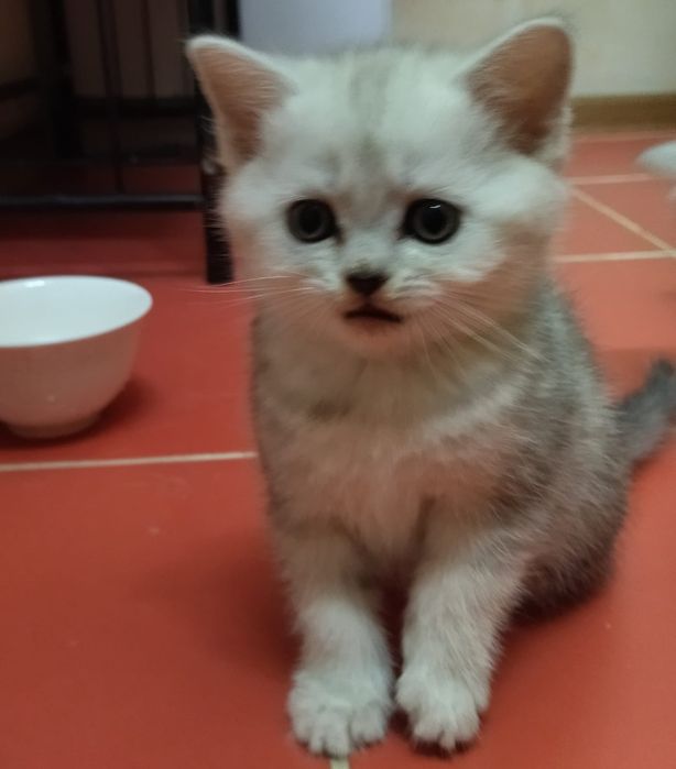 Котенок породистый в хорошие руки