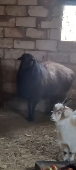 Қошқар ; 200 000тг