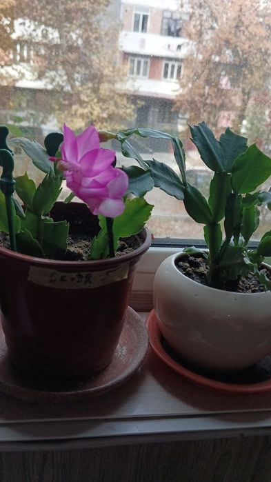 Продам домашний цветок