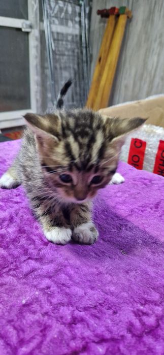 Бенгальские котята