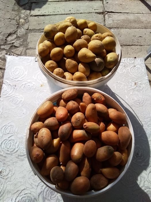 Продается картошка семенная