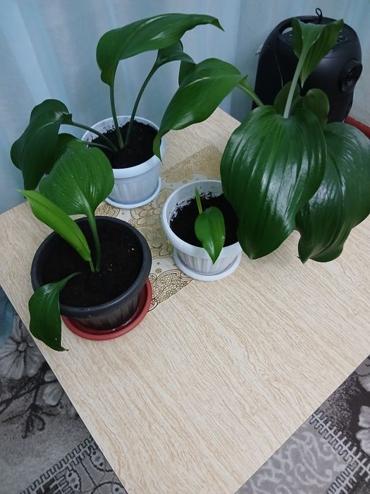 Декабрист. цветущий