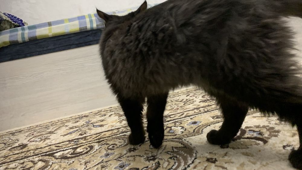 котенок 4-5 месяцев