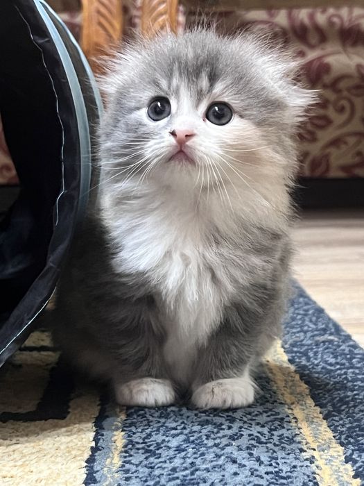 Шотландские вислоухие котята