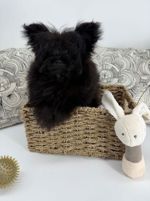 Помапу пудел/померан