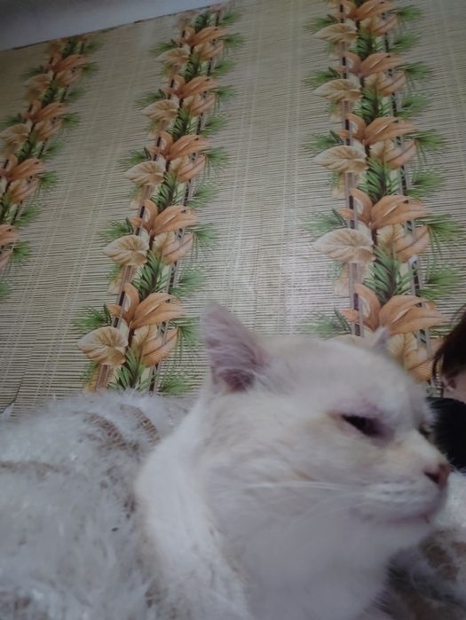 Без кота и жизнь плоха