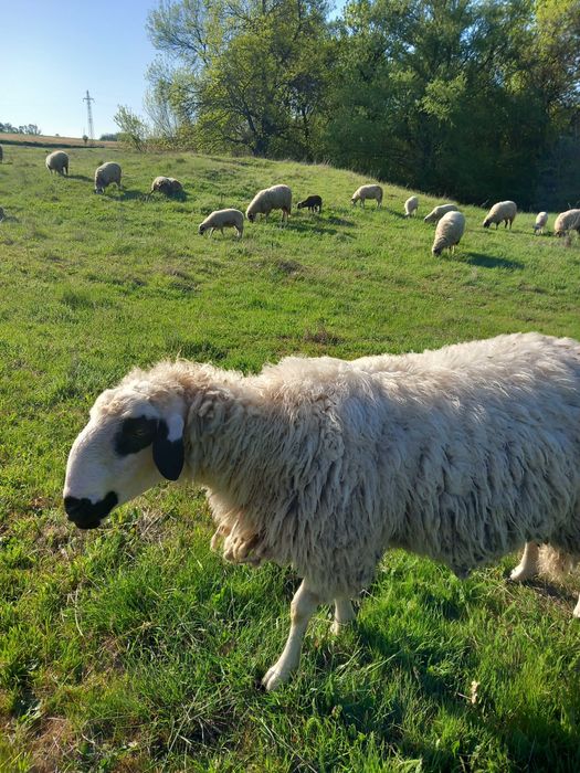 Селскостопански животни-овце