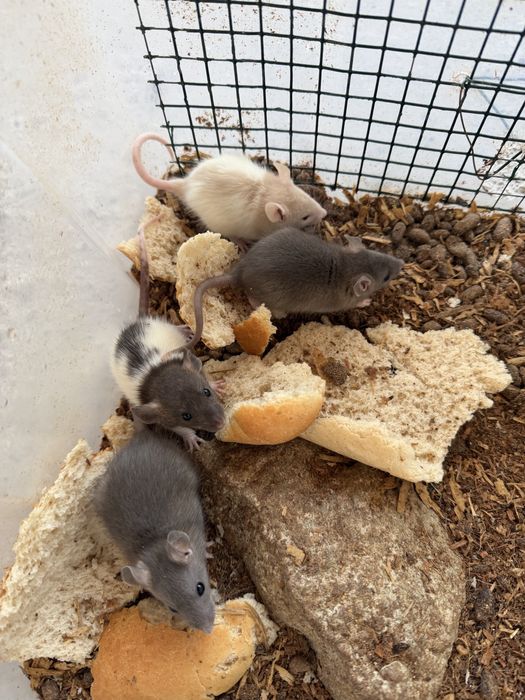 Sobolani de companie