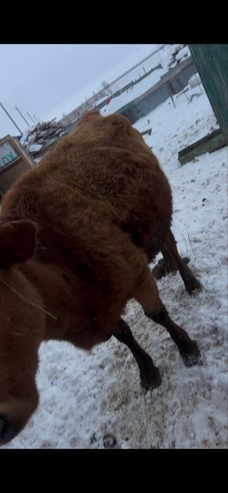 Продам корова молодая