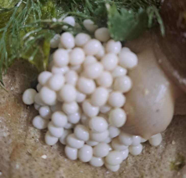 улытка майеги сатылади