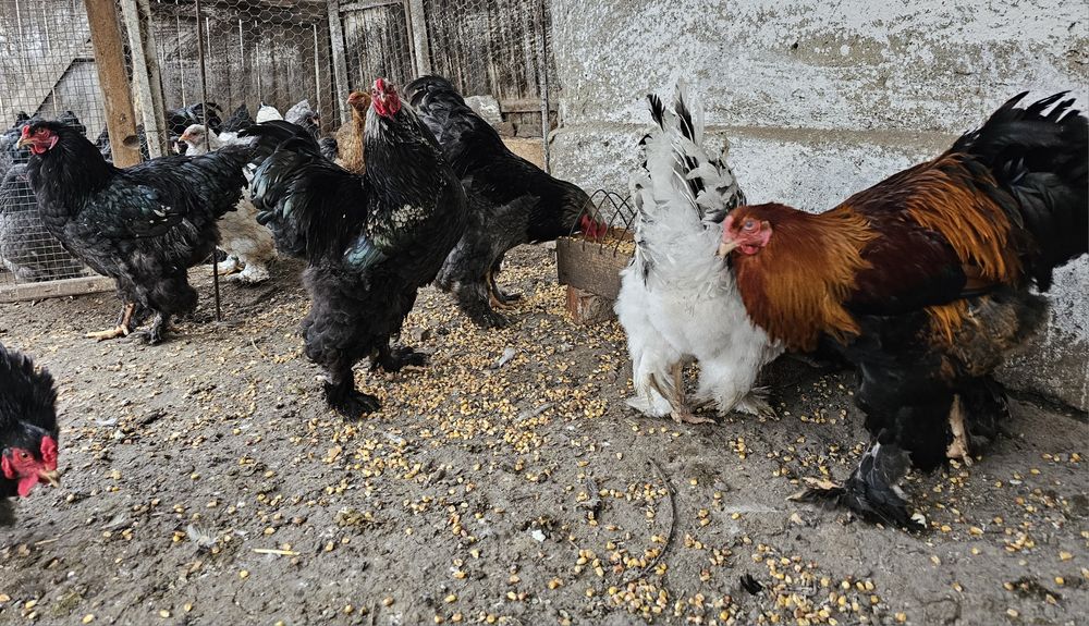 Cocosi tineri Brahma