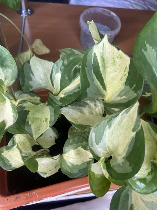 Вьющиеся сциндапсусы (сортовые 3 вида), сингониум2