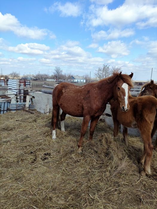 Продам кобылу и 2 жеребят