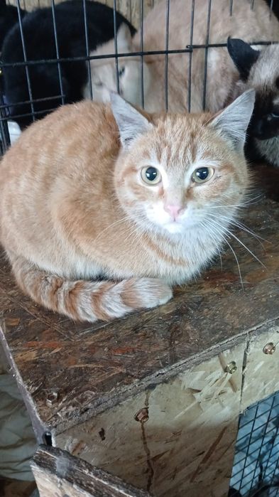 Котики и кошечки ищут дом