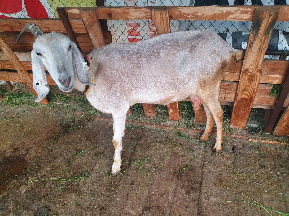 Vand capră anglo nubian