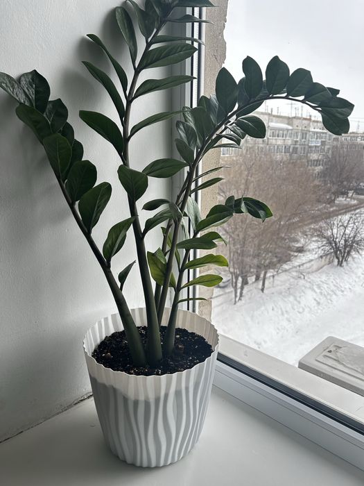 Доллар гүлі 12.000 торг бар үлкен