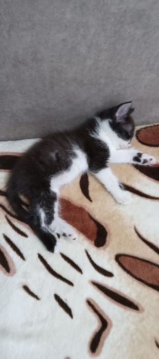 Отдам двух котят