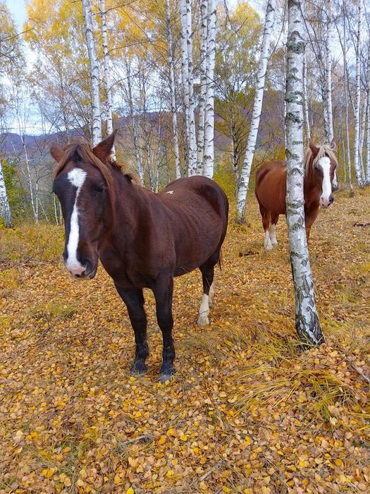 Vând cârlană de 2 ani