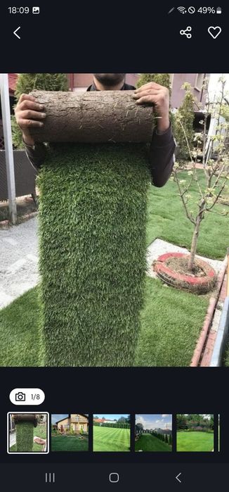 Plante ornamentale de diferite varietății