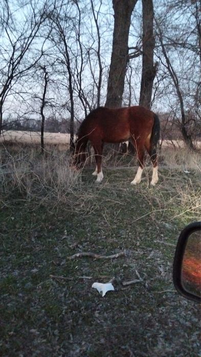 Продам байтал 2 года