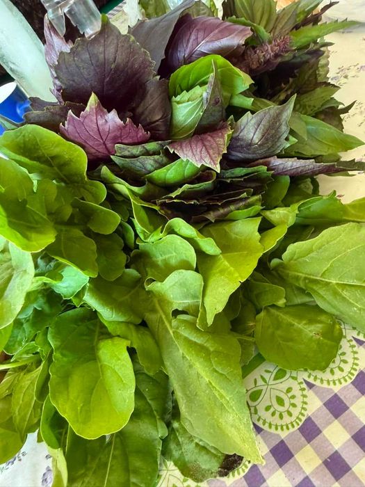 продам дачную руколу, базилик