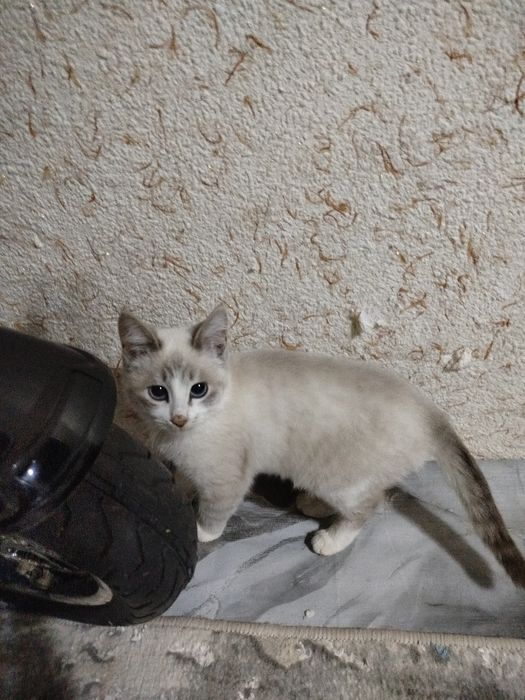 mushuk aqilli hamma narsaga oʻrgatilgan