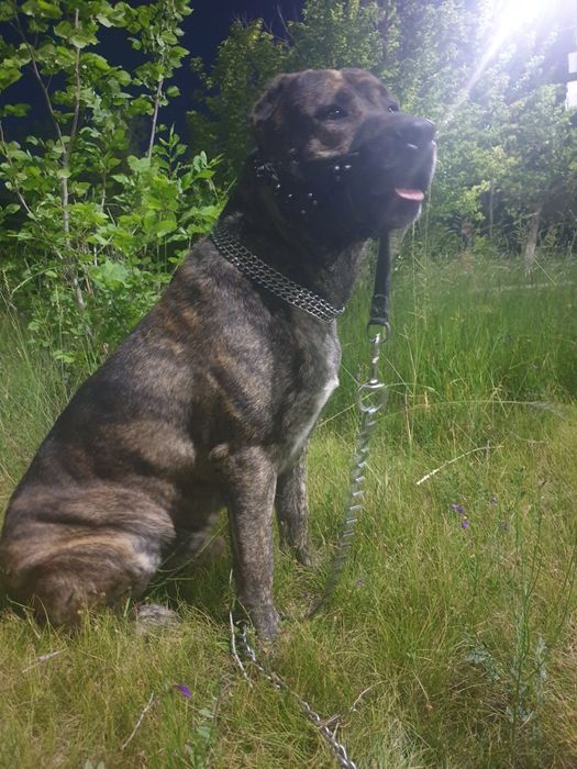 Вязка собак,у нас кобель.