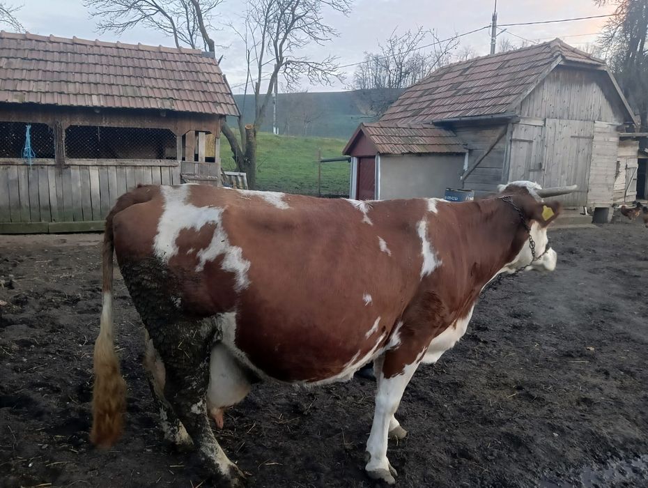 Vând vacă gestanta de 3 luni jumate