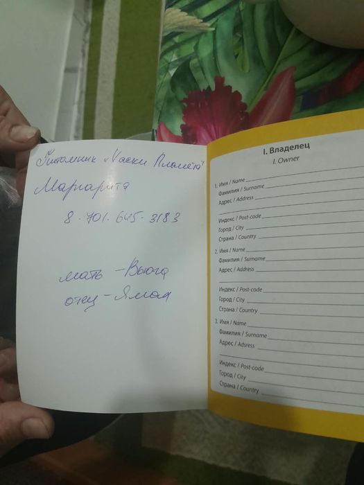 Продам щенка Хакси