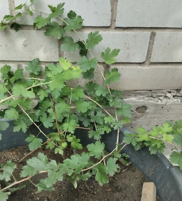 Продам саженцы КРЫЖОВНИКА