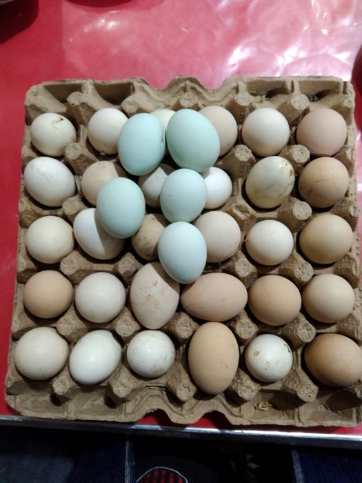 Xonaki tuxum sotiladi