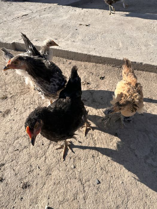 Продам кур, цыплят