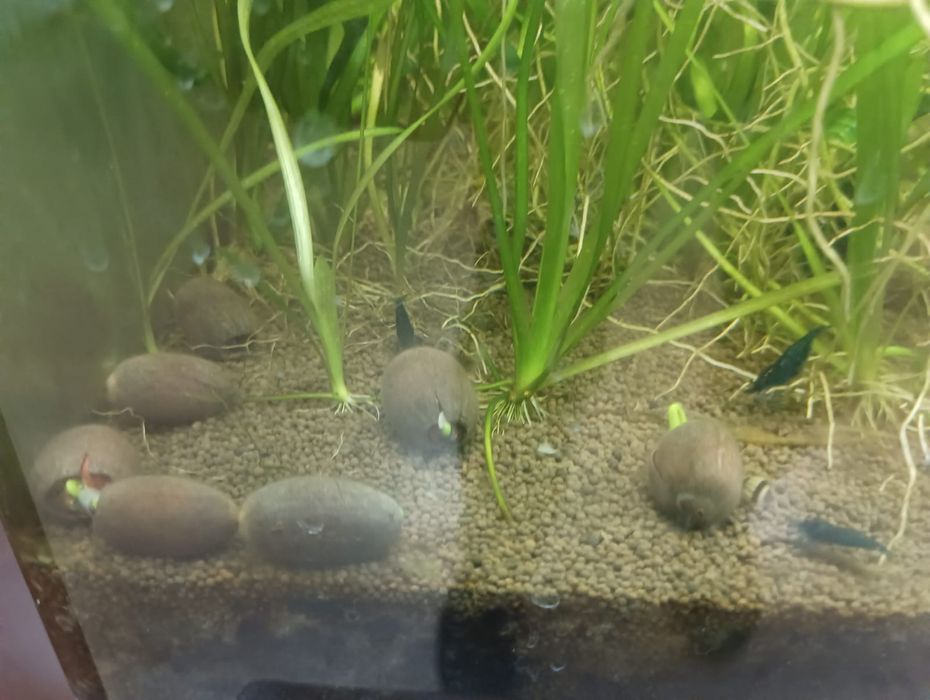 Семена лотоса...