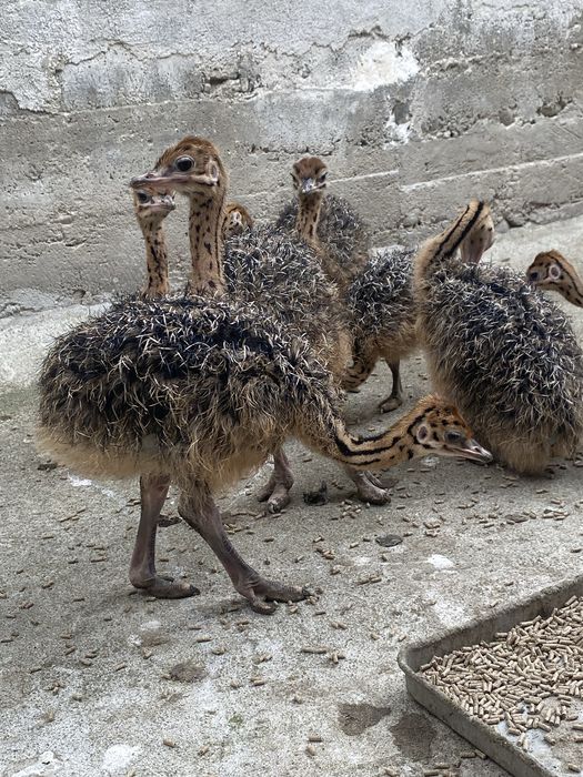 Vand pui de strut