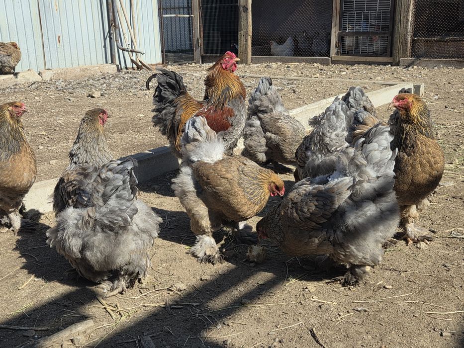 Инкубационные яйца