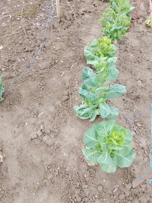 Sămânță de varza Românească de vanzare.