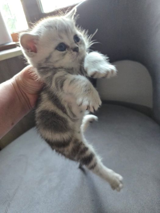 Британские короткошерстные котята