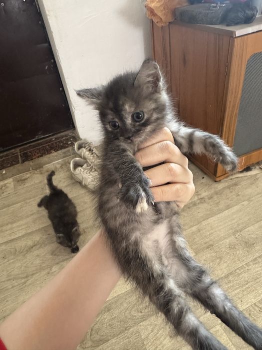 Отдам котят в добрые руки