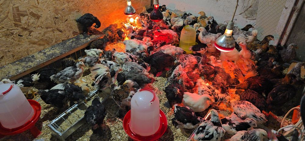 Pui rasă brahma si cochinchina urias