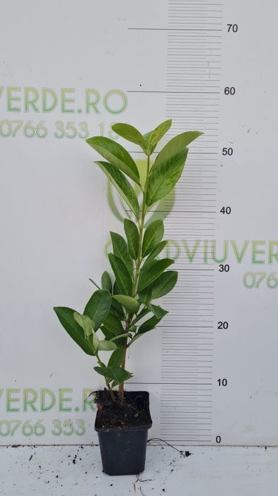 Prunus Laurocerasus Novita