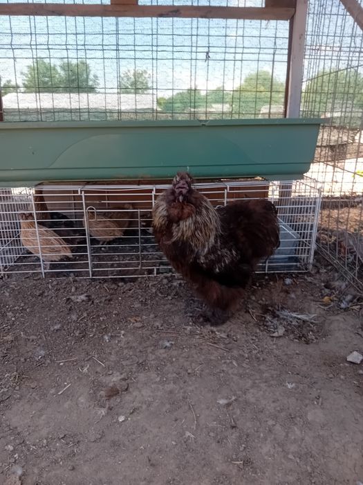 Cocoși de matase japoneză (silkie)de vanzare.