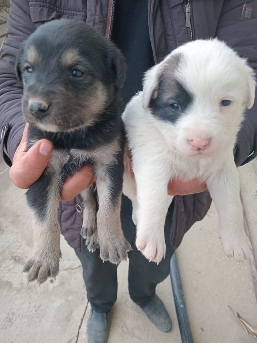 It bolalari sotiladi