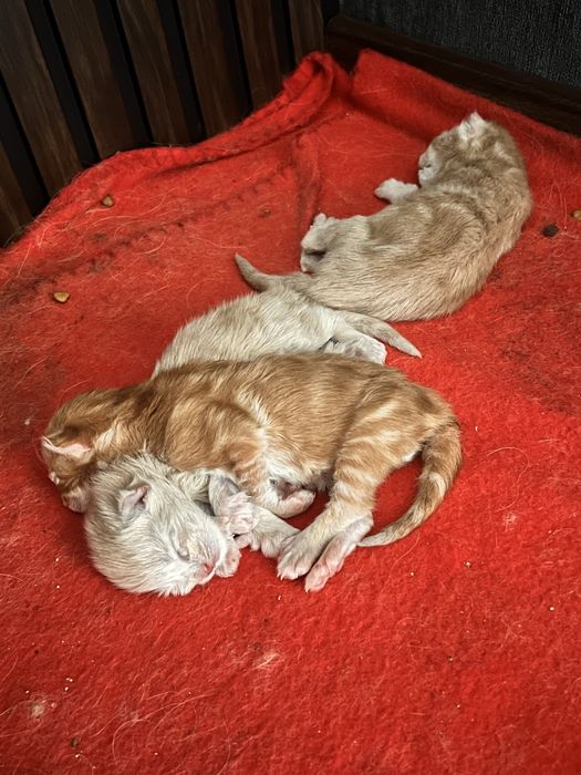 Мейн Кун котята рыжие