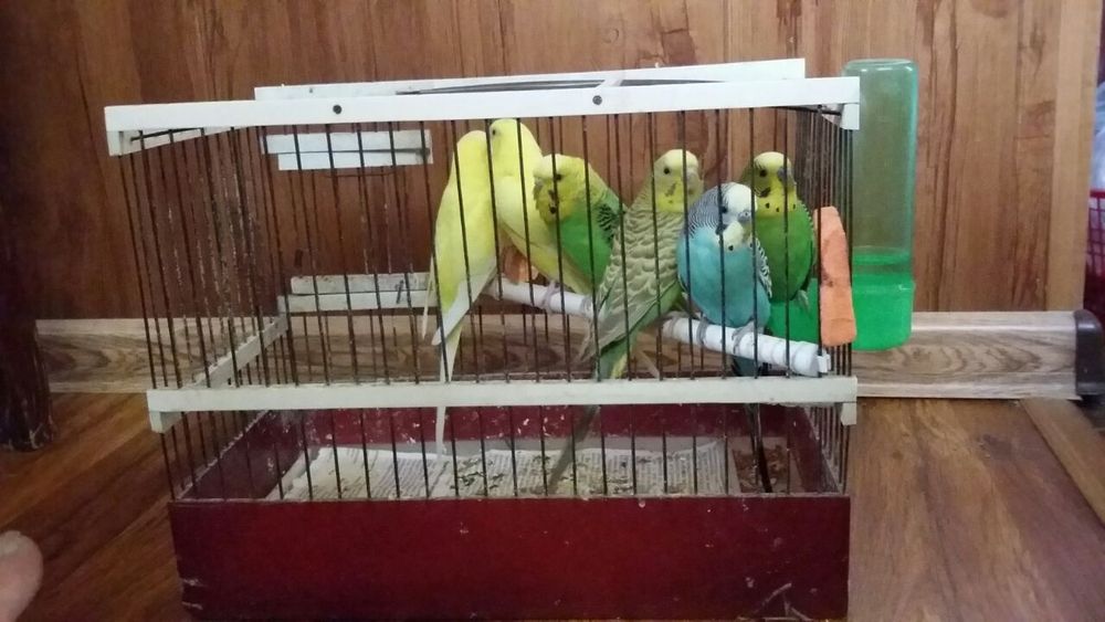 Волнистые попугаи готовые