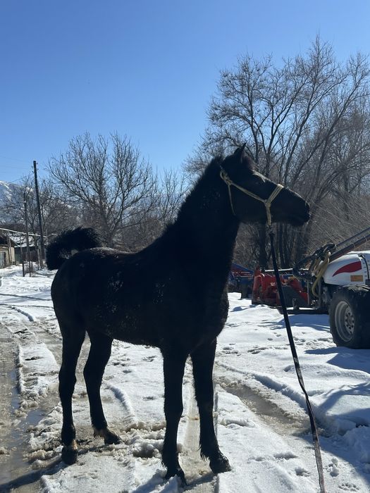 Продам бодрую лошадь! ( Ат сатылады)